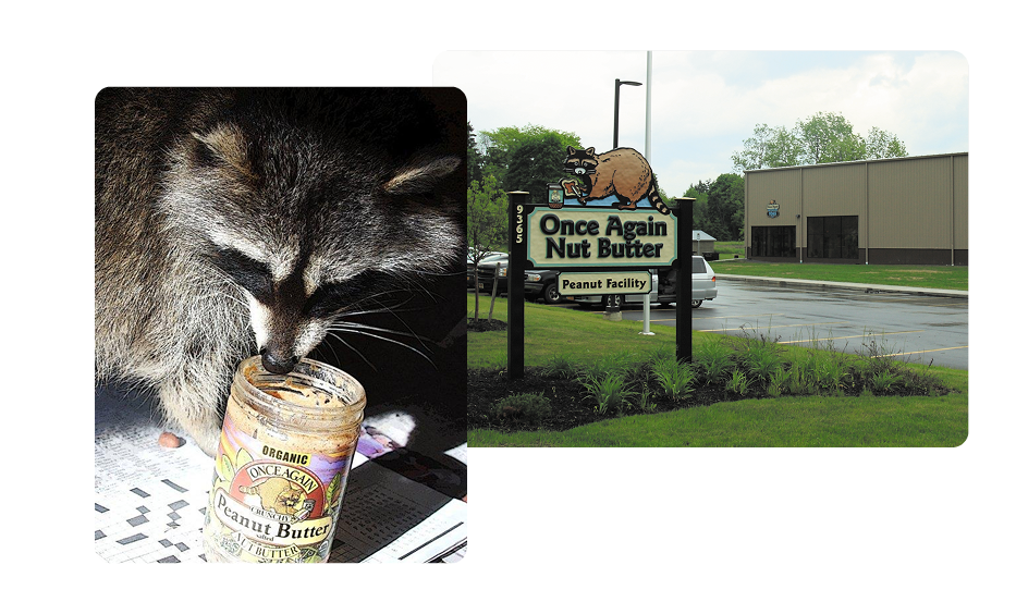 Rocky the Raccoon
